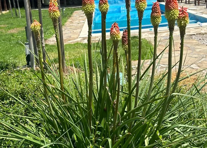 Chez Le Colonel Pool House Hotell Dobromirka foto